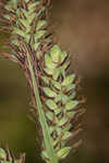 Buxbaum's sedge